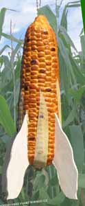 first%20flight-corn%20roc-2010%20web.jpg